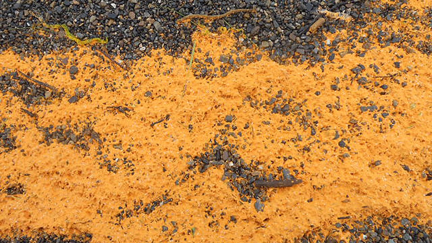 Alaska orange Goo Mystery